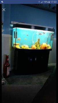 4ft bowed front aquarium and stand