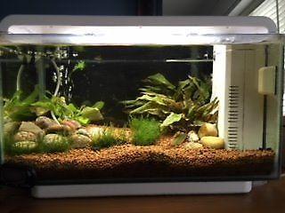 Tropical fish tank with 6 fish and complete kit