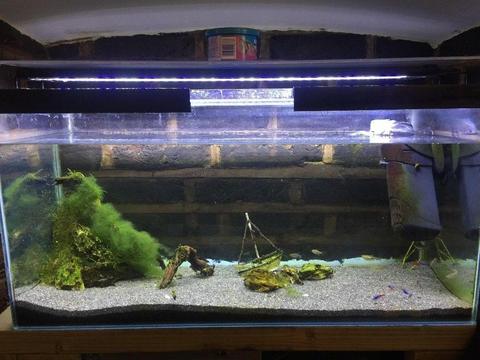 90l aquarium fish tank with equipment w30cm l76cm h39cm