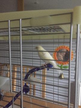 Canary and cage free to a good home