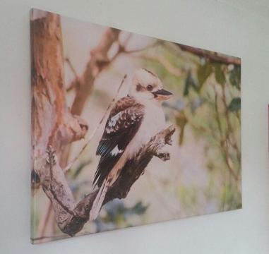 Kookaburra sits on the old gum tree - Unique canvas photo art print (£120)