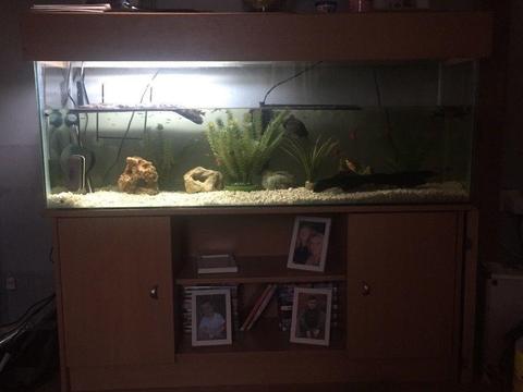 4ft fish tank and stand