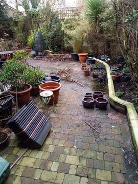 Plant Pots and Potted Plants. Garden Clearance