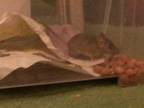 Free or very cheap mouse cage urgently needed for Herbie