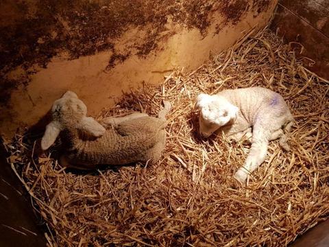 Orphan lambs