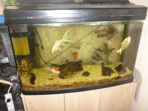 30 INCH FISH TANK WITH STAND AND MANY EXTRAS