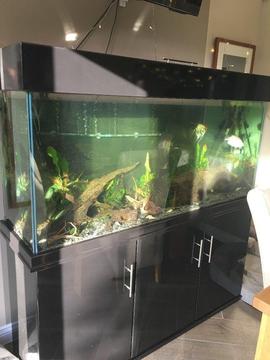 Tropical Fish Tank 5ft x 2.5 ft x 1.2