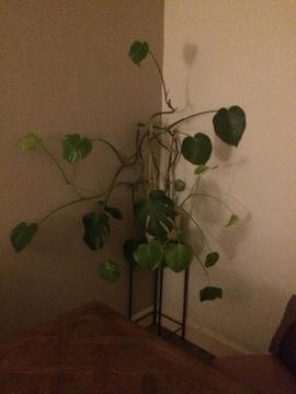 Free Cheese Plant (medium size)