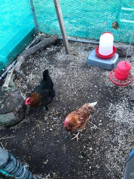 Hens Free to good home
