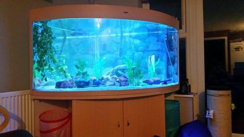 Large Cleair Corner Fish Tank and Stand
