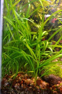 Fish tank - Plants for sale (Vallisneria spiralis - Straight Vallis)