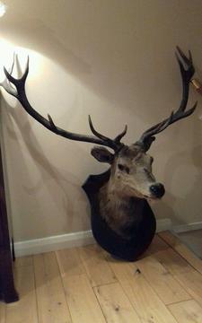 Antique VictorianTaxidermy Mounted Scottish Highlands Mounted Stags Head - 12 Points Antlers V.G.C