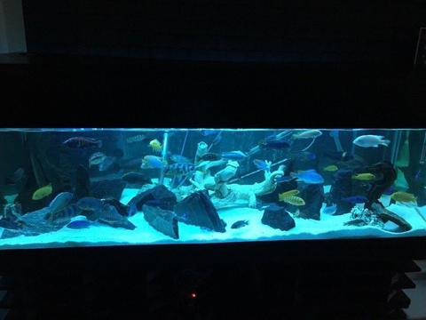 5ft by 2ft fish tank aquarium for swap