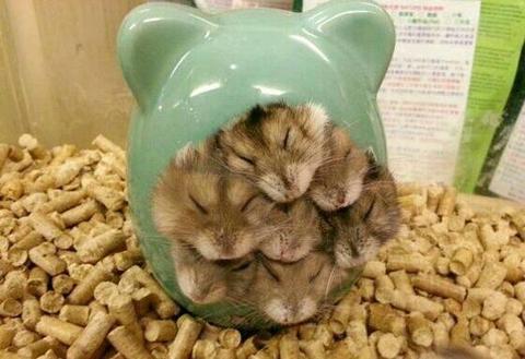 Wanted hamsters