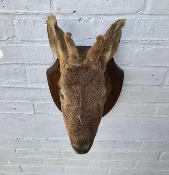 Mounted Roe Deer Head Taxidermy #375