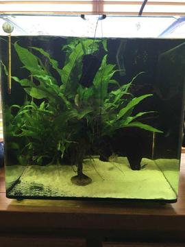Fish tank