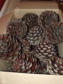 Pinecones, large/ex-large/various sizes