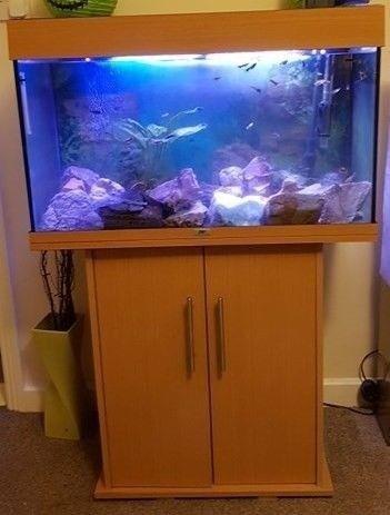 Full set up fish tank and tropical fish