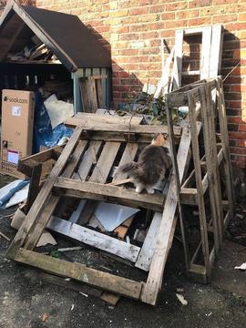 Free wood/timber/pallets collection Eastbourne