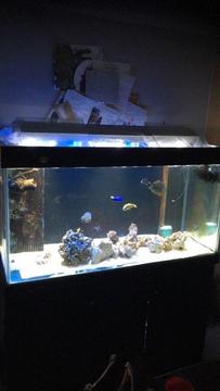Marine fish tank! Cheap