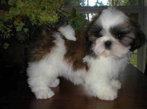Young Female shihtzu available