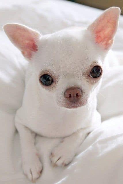 Wanted Chihuahua