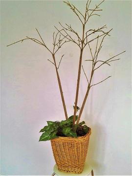 Artificial Indoor Plant in Wicker Basket with Moss Bed; 3 Branches & Base Plant; appx 1.3m (h)