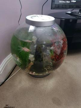 60 litre fish tank