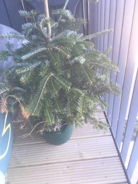 Potted Christmas Tree - ideal for balcony or garden