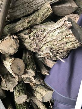 Elderflower wood for free