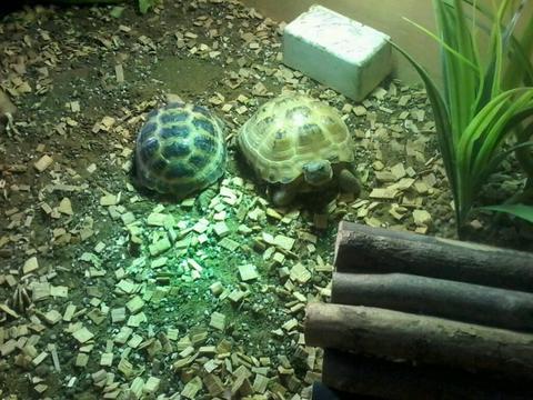 2 tortoises