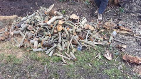 Free logs just need collection