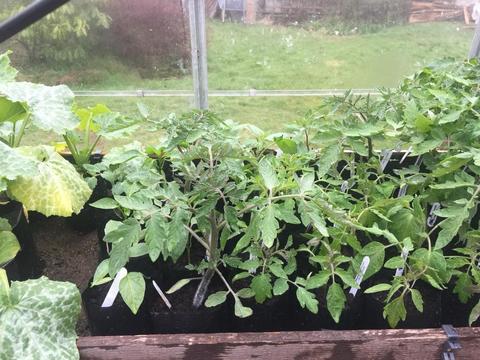 Tomato and courgette plants