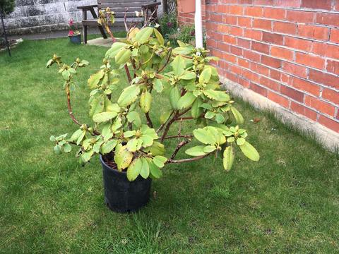 FREE Rhododendron Plant