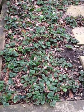 Bed of Strawberry Plants, good cropping plants