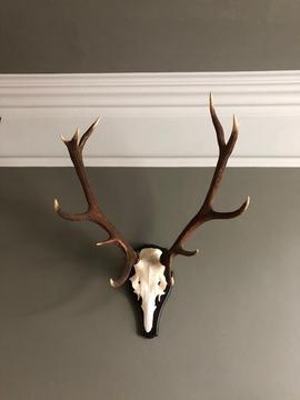 Stage head reindeer antler shield