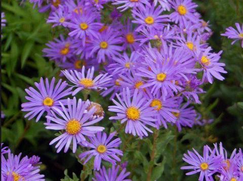 WANTED GARDEN PLANTS OR SHRUBS