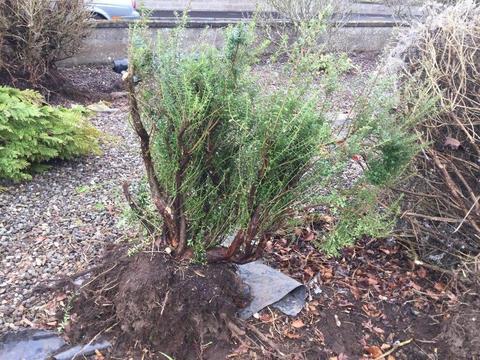 Trees and Shrubs for FREE