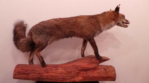 Antique Vintage French Taxidermy Stuffed Fox Mounted on Log - Hunting Trophy